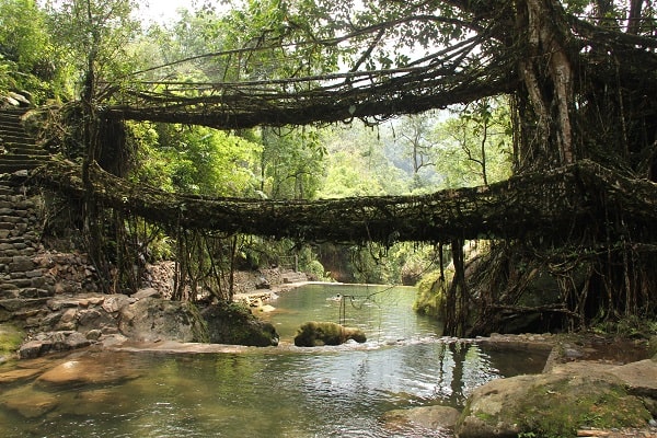 Living root bridges in Meghalaya 